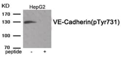 VE-Cadherin, p Tyr731 Antibody - BSA Free, Novus Biologicals 0.1mg; Unlabeled:Antibodies,