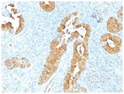 Villin 1 Antibody (VIL1/1325), Novus Biologicals 200&mu;g; Unlabeled:Antibodies,