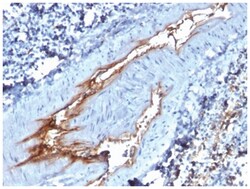 Von Willebrand Factor Antibody (VWF/1767) - Azide and BSA Free, Novus Biologicals:Antibodies:Primary