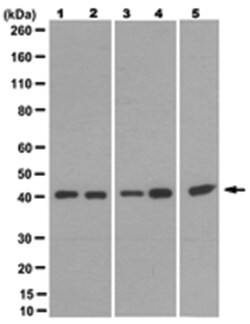 MilliporeSigma Go , Mouse, Unlabeled, Clone: 3D9.1, 100 &mu;L | Buy Online | MilliporeSigma&trade; | Fisher Scientific