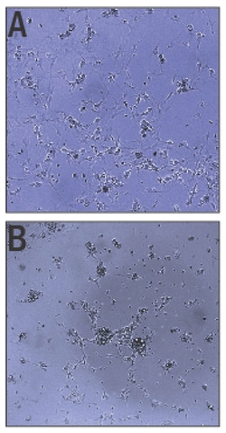 R D Systems Recombinant Human IGSF9B Protein Quantity: 50&mu;g | Buy Online | R&amp;D Systems&trade; | Fisher Scientific