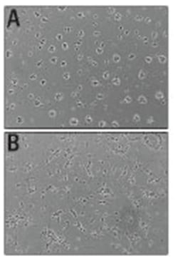 R&D Systems&trade;&nbsp;Recombinant Mouse Slit3 (aa 1117-1523) Protein