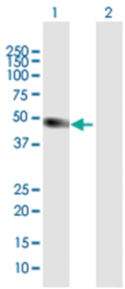atonal homolog 1 (Drosophila), Mouse, Purified MaxPab Polyclonal Antibody,