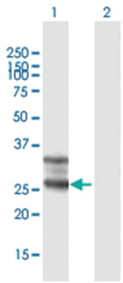 folate receptor 1 (adult), Mouse, Purified MaxPab Polyclonal Antibody,