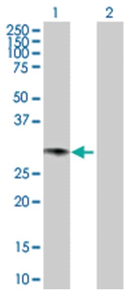 GTP cyclohydrolase 1, Rabbit, Purified MaxPab Polyclonal Antibody, Abnova