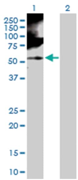 RNA binding motif, single stranded interacting protein 1, Rabbit, Purified