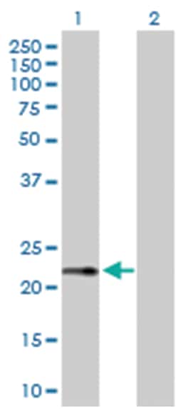 ribosomal protein S27a, Rabbit, Purified MaxPab Polyclonal Antibody, Abnova