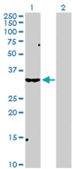 sterol carrier protein 2, Rabbit, Purified MaxPab™ Polyclonal Antibody, Abnova™