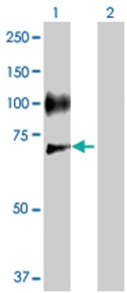selectin E, Rabbit, Purified MaxPab™ Polyclonal Antibody, Abnova™
