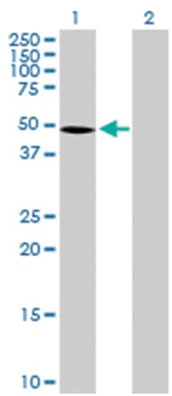 semenogelin I, Mouse, Purified MaxPab™ Polyclonal Antibody, Abnova™