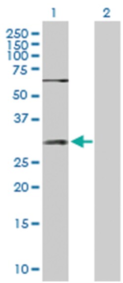 snail homolog 1 (Drosophila), Rabbit, Purified MaxPab Polyclonal Antibody,
