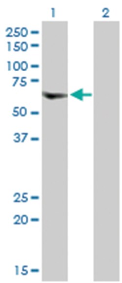vacuolar protein sorting 72 homolog (S. cerevisiae), Rabbit, Purified MaxPab Polyclonal Antibody, Abnova 100 &mu;g | Buy Online | Abnova Corporation | Fisher Scientific