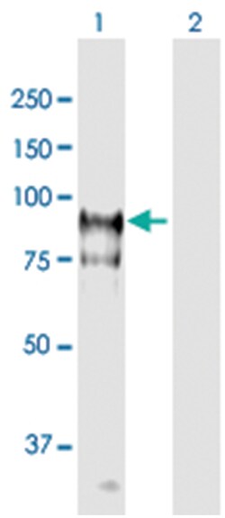 anti-HGS, Polyclonal, Abnova 50 &mu;g | Buy Online | Abnova | Fisher Scientific