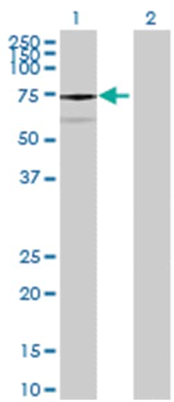 KIAA0467 Mouse anti-Human, Purified MaxPab Polyclonal , Abnova 50 &mu;g | Buy Online | Abnova | Fisher Scientific
