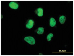 anti-POLA2, Polyclonal, Abnova 50&mu;g, Unlabeled:Antibodies, Polyclonal