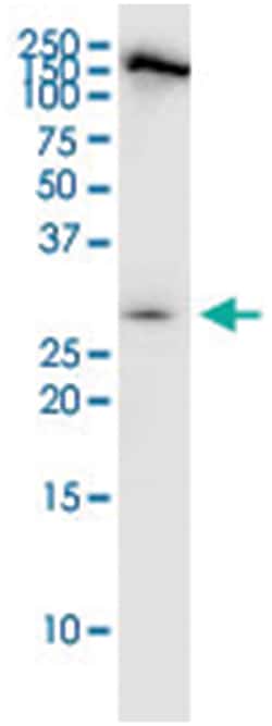 anti-PDCD1LG2, Clone: 4D6, Abnova 100&mu;g, Unlabeled:Antibodies, Monoclonal