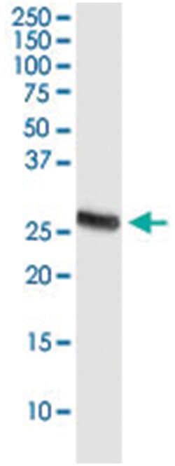 anti-PDCD1LG2, Clone: 4D6, Abnova 100&mu;g, Unlabeled:Antibodies, Monoclonal