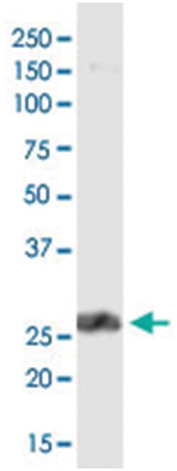 anti-PDCD1LG2, Clone: 4G7, Abnova 100&mu;g, Unlabeled:Antibodies, Monoclonal