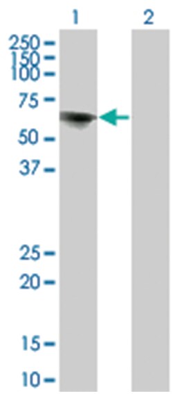 target of EGR1, member 1 (nuclear), Mouse, Clone: 1C12, Abnova 100&mu;g;
