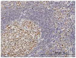 target of EGR1, member 1 (nuclear), Mouse, Clone: 1C12, Abnova 100&mu;g;