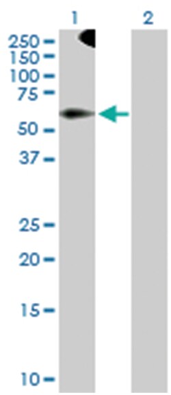 tripartite motif-containing 9, Rabbit, Purified MaxPab Polyclonal Antibody,