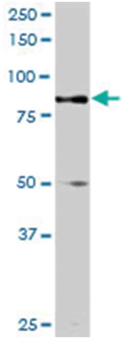 tripartite motif-containing 9, Rabbit, Purified MaxPab Polyclonal Antibody,