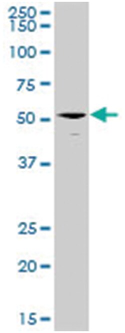 erythroblast membrane-associated protein (Scianna blood group), Rabbit,