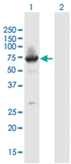BTBD9 (B01), Mouse anti-Human, Polyclonal Antibody, Abnova 50&mu;L; Unlabeled:Antibodies,