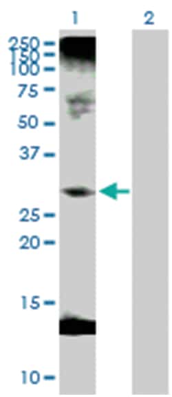 C1q and tumor necrosis factor related protein 1, Rabbit, Purified MaxPab