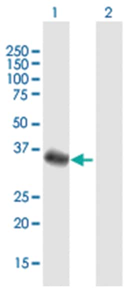 F-box protein 32, Mouse, Purified MaxPab Polyclonal Antibody, Abnova 50&mu;g;