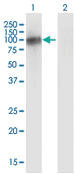 VASN, Mouse, Clone: 4G7, Abnova 200&mu;L; Unlabeled:Antibodies, Monoclonal