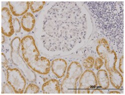 RAS guanyl releasing protein 4, Mouse, Clone: 6D3, Abnova 100&mu;g; Unlabeled:Antibodies,