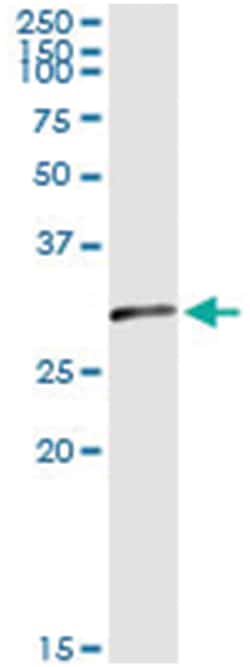 oligodendrocyte transcription factor 1, Mouse, Clone: 2B11, Abnova 100&mu;g;