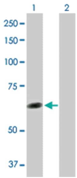 tetratricopeptide repeat domain 8, Rabbit, Purified MaxPab Polyclonal Antibody,