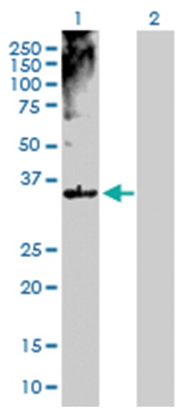 musashi homolog 2 (Drosophila), Rabbit, Purified MaxPab Polyclonal Antibody,