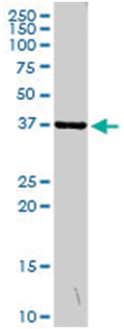 musashi homolog 2 (Drosophila), Rabbit, Purified MaxPab Polyclonal Antibody,