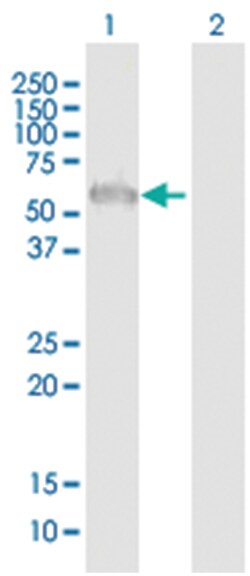 anti-ZFP3, Polyclonal, Abnova 50&mu;g, Unlabeled:Antibodies, Polyclonal