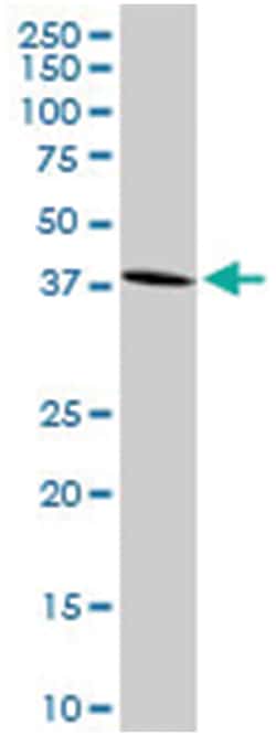 G protein-coupled receptor 175, Rabbit, Purified MaxPab Polyclonal Antibody,