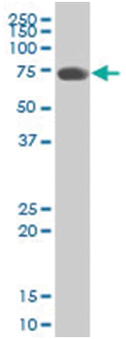 interleukin 31 receptor A (A01), Mouse anti-Human, Polyclonal Antibody,