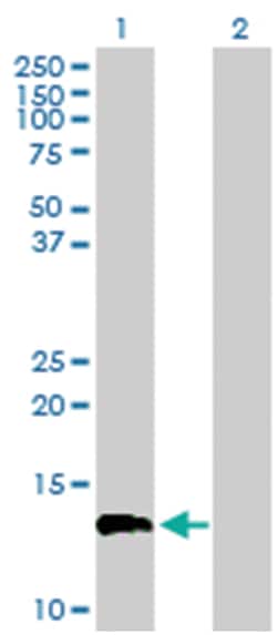 EGF-like, fibronectin type III and laminin G domains, Mouse, Purified MaxPab&trade; Polyclonal Antibody, Abnova&trade;