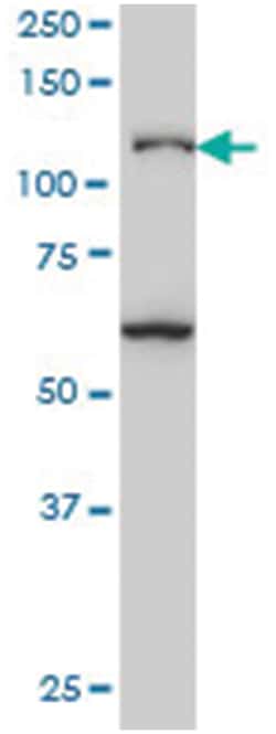 JMY, Mouse, Clone: 5B6, Abnova 200&mu;L; Unlabeled:Antibodies, Monoclonal