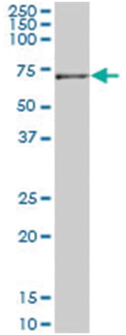 JMY, Mouse, Clone: 5B6, Abnova 200&mu;L; Unlabeled:Antibodies, Monoclonal