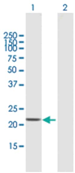 StAR-related lipid transfer (START) domain containing 4, Mouse, MaxPab&trade; Polyclonal Antibody, Abnova&trade;