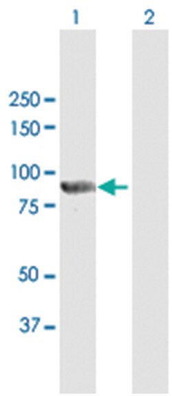 protein tyrosine phosphatase domain containing 1, Mouse, Purified MaxPab Polyclonal Antibody, Abnova 50 &mu;g | Buy Online | Abnova Corporation | Fisher Scientific