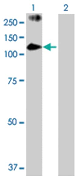 PAS domain containing 1, Rabbit, Purified MaxPab Polyclonal Antibody, Abnova