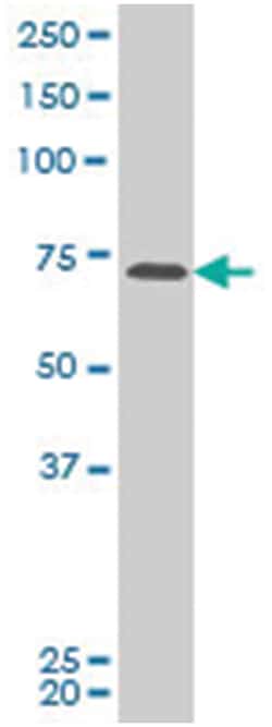 PAS domain containing 1, Mouse, Clone: 2B10, Abnova 100&mu;g; Unlabeled:Antibodies,