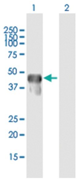 RNF113B (B01), Mouse anti-Human, Polyclonal Antibody, Abnova 50&mu;L; Unlabeled:Antibodies,