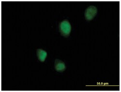 RNF113B (B01), Mouse anti-Human, Polyclonal Antibody, Abnova 50&mu;L; Unlabeled:Antibodies,