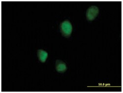 RNF113B (B01), Mouse anti-Human, Polyclonal Antibody, Abnova 50&mu;L; Unlabeled:Antibodies,