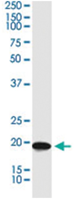 BRI3BP, Mouse, Clone: 3H1, Abnova 100&mu;g; Unlabeled:Antibodies, Monoclonal